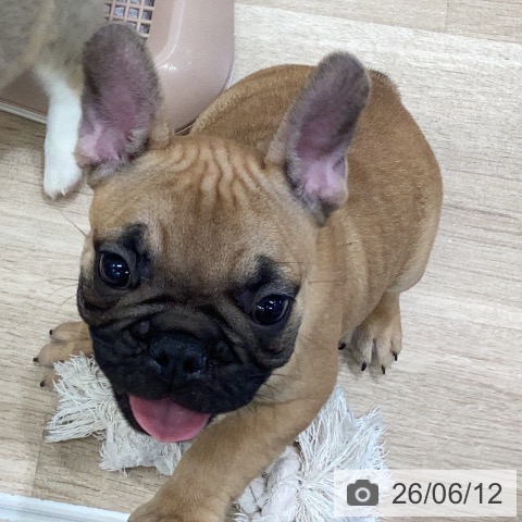 岐阜県のフレンチブルドッグ (ペットプラス 各務原店/2026年4月3日生まれ/男の子/フォーン)の子犬の3枚目の画像
