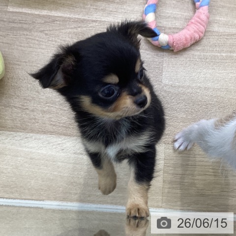 チワワの写真
