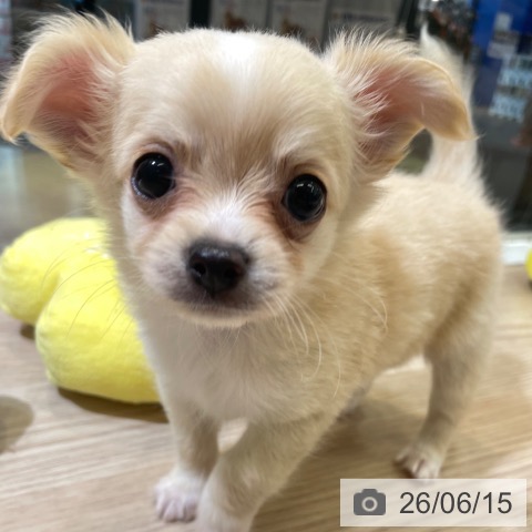 富山県のチワワ(ロング) (ペットプラス 高岡店/2026年4月10日生まれ/男の子/クリームホワイト)の子犬の4枚目の画像