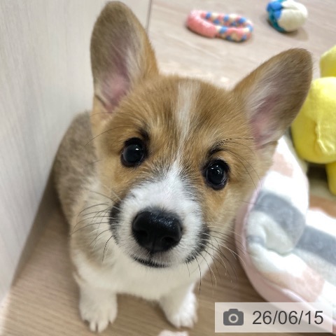 富山県のウェルシュコーギーペンブローク (ペットプラス 高岡店/2026年4月3日生まれ/男の子/レッドホワイト)の子犬の4枚目の画像