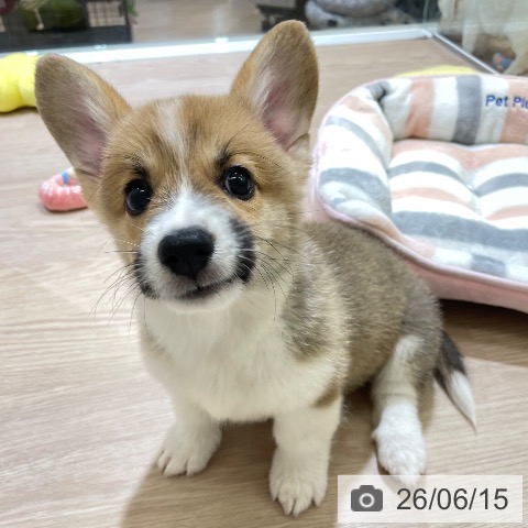 富山県のウェルシュコーギーペンブローク (ペットプラス 高岡店/2026年4月3日生まれ/男の子/レッドホワイト)の子犬の3枚目の画像
