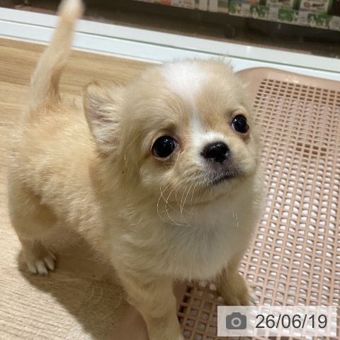 愛知県のチワワ(ロング) (ペットプラス イオンモール豊川店/2026年4月9日生まれ/男の子/クリームホワイト)の子犬の4枚目の画像