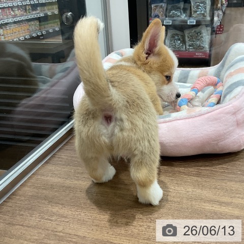 ウェルシュ・コーギー・ペンブロークの写真