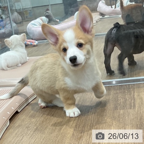 愛知県のウェルシュコーギーペンブローク (ペッツワン 東海店/2026年4月10日生まれ/男の子/セーブルホワイト)の子犬の4枚目の画像