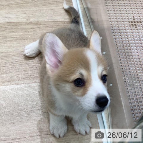 岐阜県のウェルシュコーギーペンブローク (ペットプラス 各務原店/2026年4月10日生まれ/男の子/セーブルホワイト)の子犬の4枚目の画像