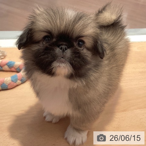 ペキニーズの写真