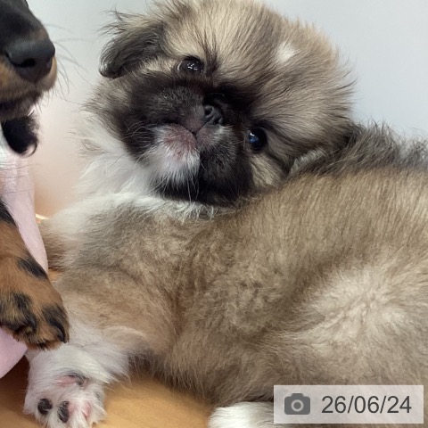 ペキニーズの写真