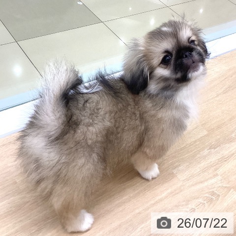 ペキニーズの写真