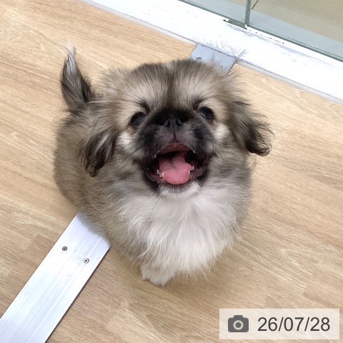 ペキニーズの写真