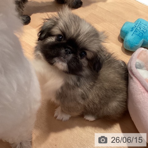三重県のペキニーズ (ペットプラス 東員店/2026年4月11日生まれ/男の子/フォーンホワイト)の子犬の3枚目の画像
