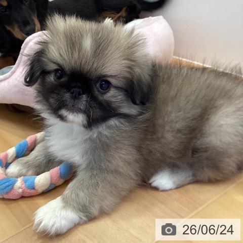 三重県のペキニーズ (ペットプラス 東員店/2026年4月11日生まれ/男の子/フォーンホワイト)の子犬の3枚目の画像