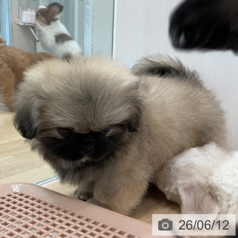 ペキニーズの写真
