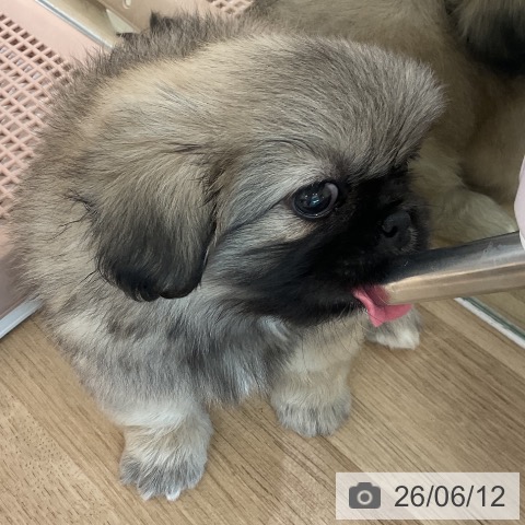 ペキニーズの写真