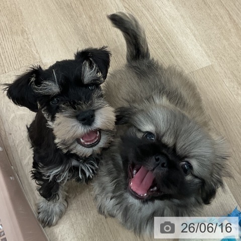 愛知県のペキニーズ (ペットプラス 熱田店/2026年4月11日生まれ/男の子/フォーン)の子犬の4枚目の画像