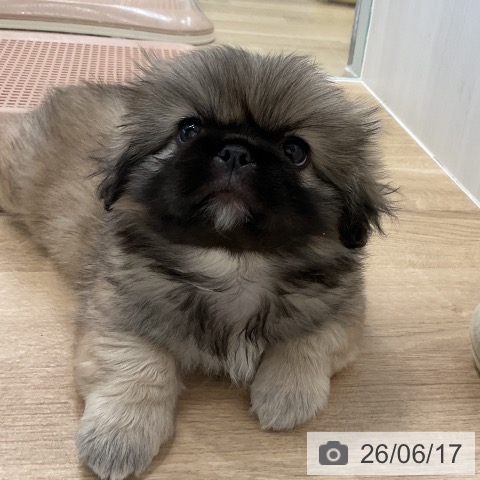 愛知県のペキニーズ (ペットプラス 熱田店/2026年4月11日生まれ/男の子/フォーン)の子犬の3枚目の画像
