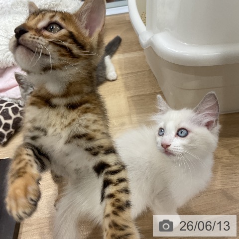 ラグドールの写真