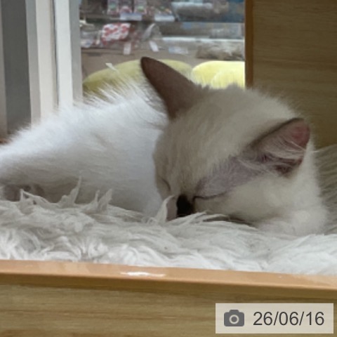 福井県のラグドール (ペットプラス 福井店/2026年4月10日生まれ/女の子/シールポイントバイカラー)の子猫の3枚目の画像