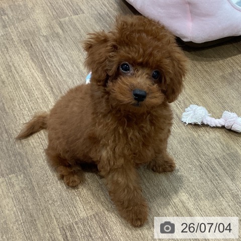 愛知県のトイプードル(トイ) (ペッツワン 東海店/2026年4月11日生まれ/男の子/レッド)の子犬の4枚目の画像