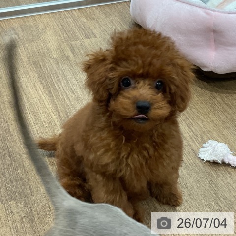 愛知県のトイプードル(トイ) (ペッツワン 東海店/2026年4月11日生まれ/男の子/レッド)の子犬の3枚目の画像