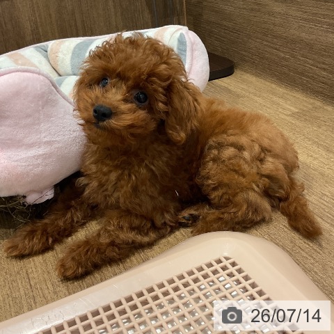愛知県のトイプードル(トイ) (ペットプラス 東浦店/2026年4月11日生まれ/男の子/レッド)の子犬の3枚目の画像