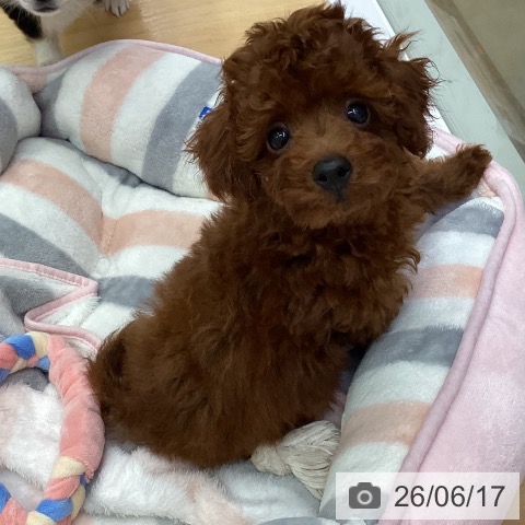 三重県のトイプードル(トイ) (ペットプラス 津南店/2026年4月11日生まれ/男の子/レッド)の子犬の4枚目の画像