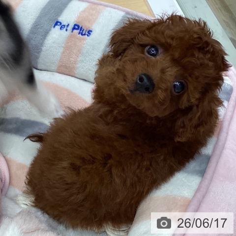 三重県のトイプードル(トイ) (ペットプラス 津南店/2026年4月11日生まれ/男の子/レッド)の子犬の4枚目の画像
