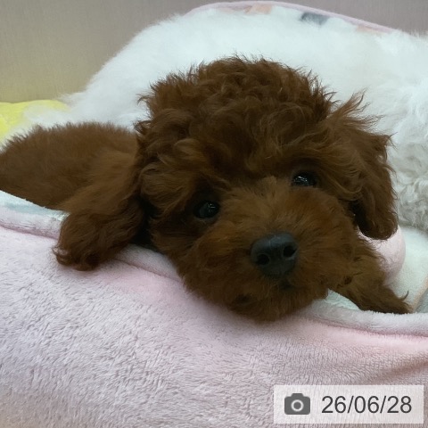 三重県のトイプードル(トイ) (ペットプラス 津南店/2026年4月11日生まれ/男の子/レッド)の子犬の3枚目の画像