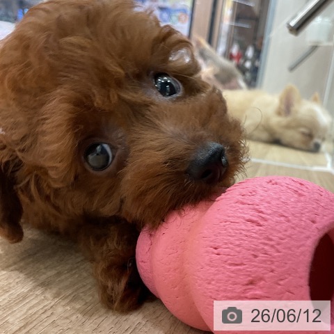愛知県のトイプードル(トイ) (ペットプラス イオンモール豊川店/2026年4月11日生まれ/女の子/レッド)の子犬の3枚目の画像