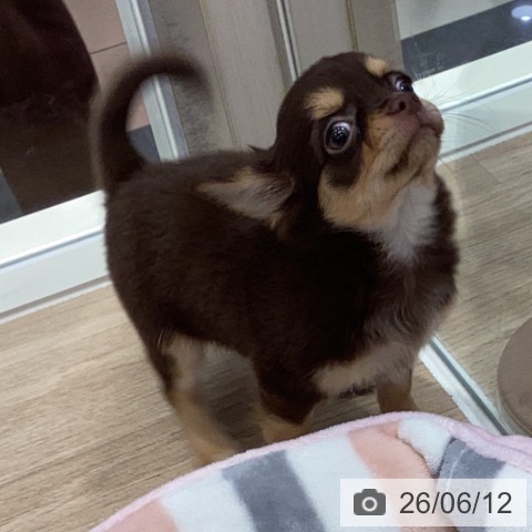 チワワの写真