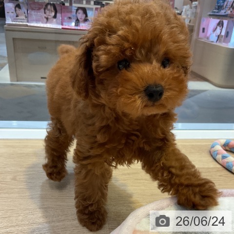 愛知県のトイプードル(トイ) (ペットプラス 岡崎店/2026年4月13日生まれ/男の子/レッド)の子犬の3枚目の画像