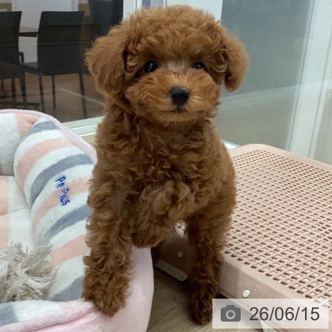 岐阜県のトイプードル(トイ) (ペットプラス 各務原店/2026年4月13日生まれ/女の子/レッド)の子犬の4枚目の画像