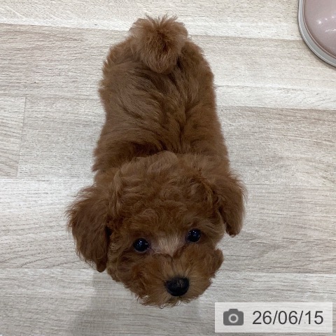 岐阜県のトイプードル(トイ) (ペットプラス 各務原店/2026年4月13日生まれ/女の子/レッド)の子犬の3枚目の画像