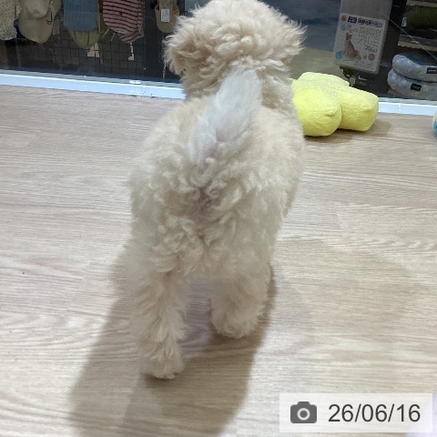富山県のトイプードル(トイ) (ペットプラス 高岡店/2026年4月13日生まれ/男の子/ホワイト)の子犬の4枚目の画像