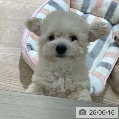 富山県のトイプードル(トイ) (ペットプラス 高岡店/2026年4月13日生まれ/男の子/ホワイト)の子犬の3枚目の画像
