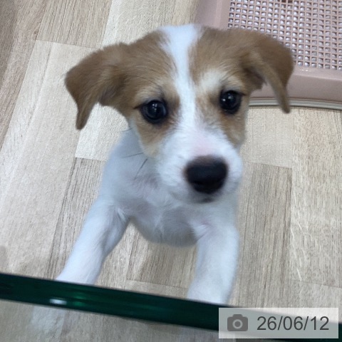 岐阜県のジャックラッセルテリア (ペットプラス 各務原店/2026年4月9日生まれ/男の子/ホワイトタン)の子犬の4枚目の画像