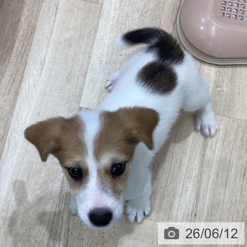 岐阜県のジャックラッセルテリア (ペットプラス 各務原店/2026年4月9日生まれ/男の子/ホワイトタン)の子犬の3枚目の画像