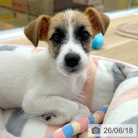 愛知県のジャックラッセルテリア (ペットプラス 豊橋牧野店/2026年4月9日生まれ/女の子/ホワイトタン)の子犬の4枚目の画像