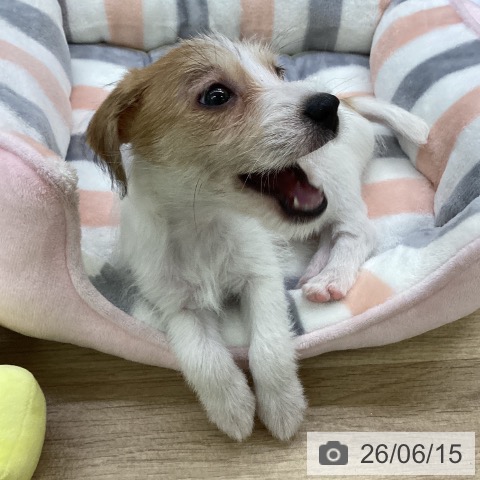 三重県のジャックラッセルテリア (ペッツワン 桑名店/2026年4月9日生まれ/女の子/ホワイトタン)の子犬の3枚目の画像