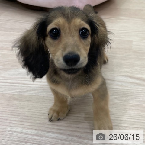 ミニチュア・ダックスフンドの写真