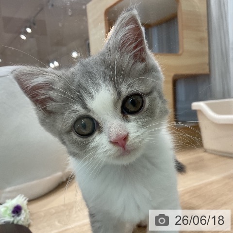 愛知県のブリティッシュショートヘアー (ペットプラス 熱田店/2026年4月11日生まれ/女の子/ブルータビーホワイト)の子猫の4枚目の画像