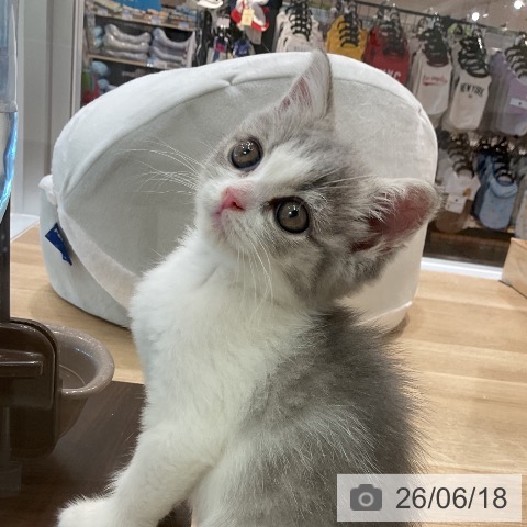 愛知県のブリティッシュショートヘアー (ペットプラス 熱田店/2026年4月11日生まれ/女の子/ブルータビーホワイト)の子猫の3枚目の画像