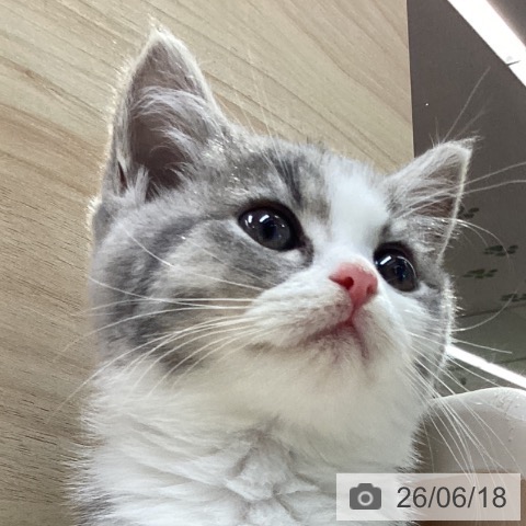 愛知県のブリティッシュショートヘアー (ペットプラス イオンモール長久手店/2026年4月11日生まれ/女の子/ブルータビーホワイト)の子猫の4枚目の画像