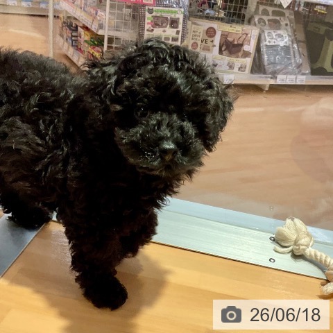 愛知県のトイプードル(トイ) (ペットプラス 名古屋茶屋店/2026年4月14日生まれ/男の子/ブラック)の子犬の4枚目の画像