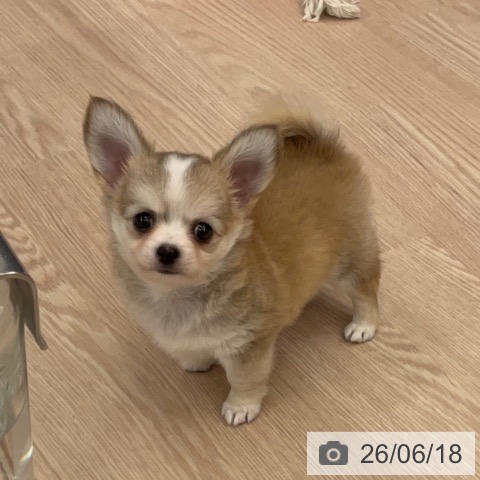 チワワの写真