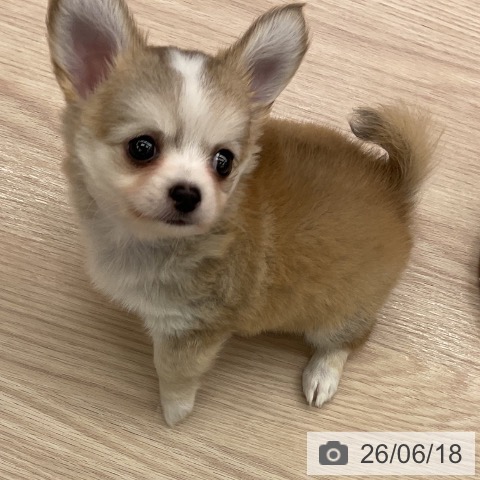 チワワの写真