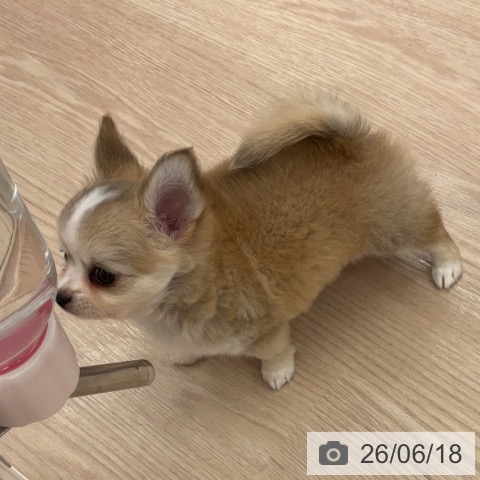 チワワの写真