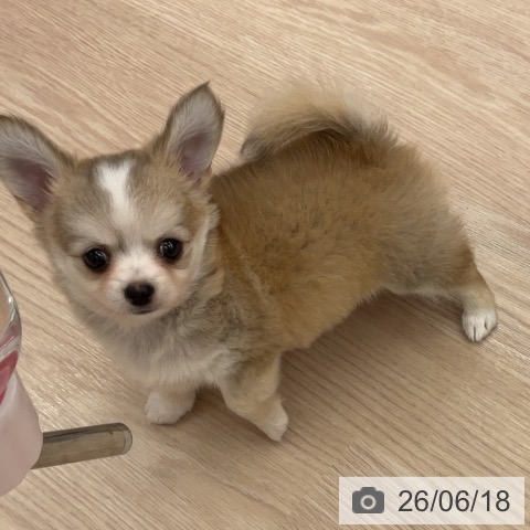 チワワの写真