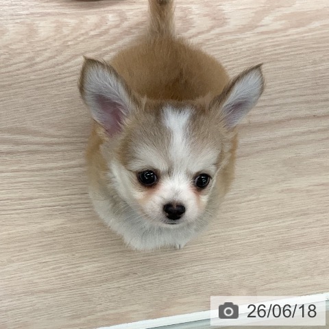 チワワの写真