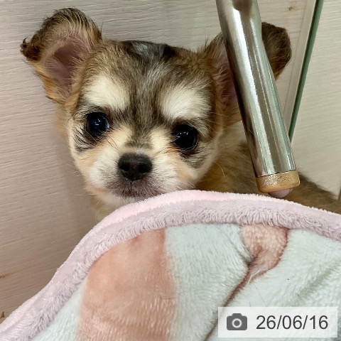 チワワの写真