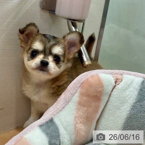 チワワの写真